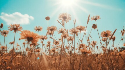 Obraz premium Vintage landscape nature background of beautiful cosmos flower field on sky with sunlight in spring. vintage color tone filter effect 