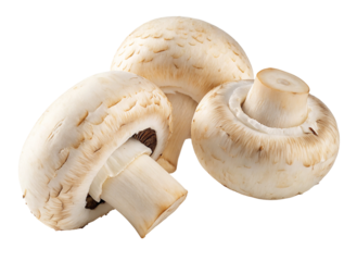 Fresh white mushrooms isolated on a clean black background for cooking and healthy nutrition