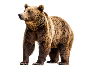 Fototapeta premium PNG Bear in nature bear book wildlife 