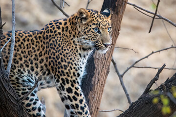 Leopard Surveying Its Territory from Tree Perch