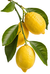 Fresh ripe lemons hanging on a tree branch with green leaves, perfect for citrus fruit lovers