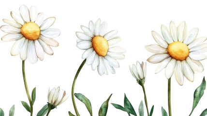 Fototapeta premium Title: Elegant White Daisy Watercolor Flower Illustration Isolated on White Background for Botanical Art and Design Uses