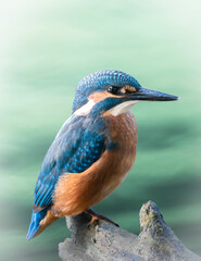lilac breasted roller