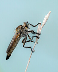 macro of a fly