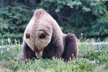 Fototapeta premium Yukon Territories, Canada