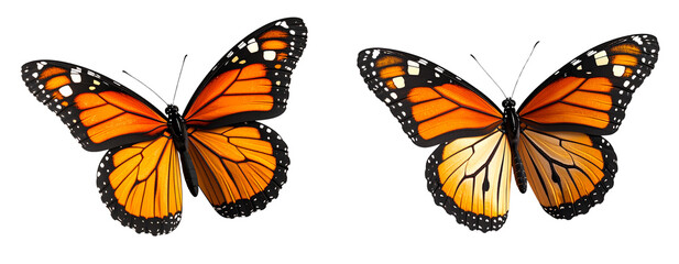 Single Plain Tiger Butterfly in Motion with Wings Mid Beat Transparent Background PNG