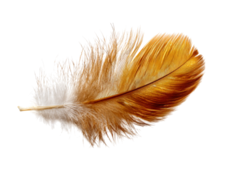 Single golden brown feather isolated on black background, On Transparent Background, Png