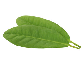 Obraz premium green leaf on white background