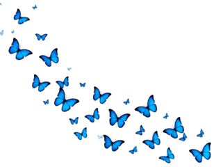 PNG Flying blue butterflies butterfly illustration migration.  