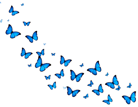 PNG Flying blue butterflies butterfly illustration migration.  