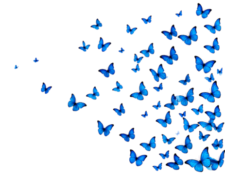 PNG Flying blue butterflies butterfly illustration migration.