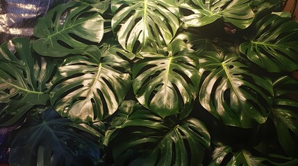 Fototapeta premium Lush Green Monstera Deliciosa Leaves Background