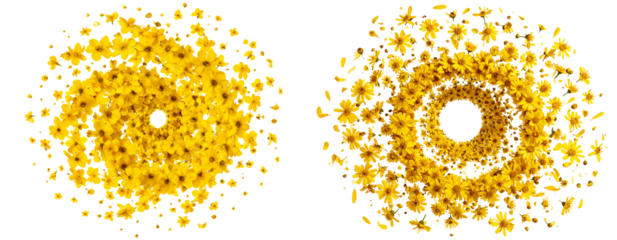Burst of Flying Yellow Flowers and Petals in Spiral Pattern Isolated  Transparent Background PNG
