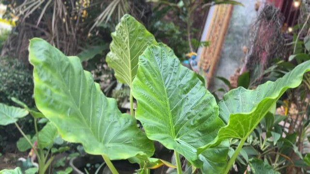 Glossy green Alocasia odora leaves moving in breeze in tropical garden with blurred backdrop
