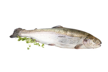 Fresh whole salmon cut out isolated transparent background
