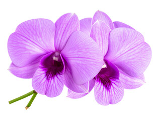 Obraz premium Purple Orchids Flower Isolated 