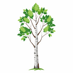 green tree isolated on white