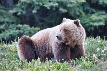 Fototapeta premium Yukon Territories, Canada