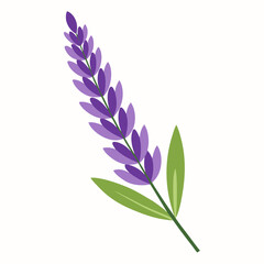 lilac branch isolated on white background