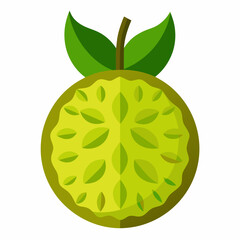 illustration of kiwi fruit