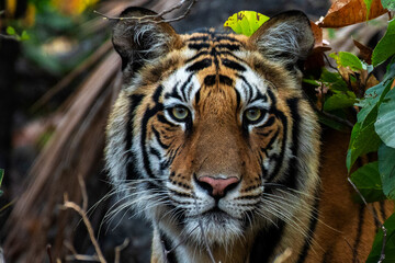 Intense Close-Up of a Wild Male Tiger Staring Directly at the Camera in Natural Habitat