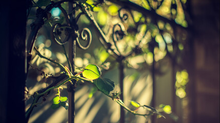 Obraz premium Ornate wrought-iron gate adorned with climbing roses, bathed in golden hour light.