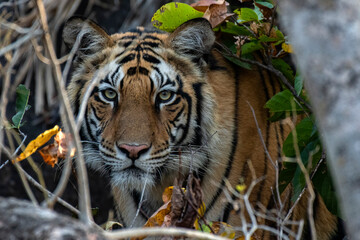 Intense Close-Up of a Wild Male Tiger Staring Directly at the Camera in Natural Habitat
