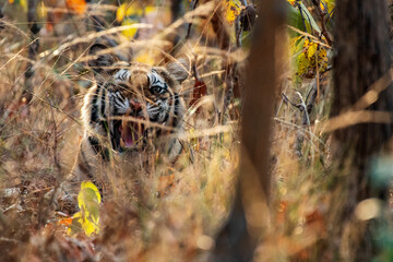 Fierce Roar of a Wild Male Tiger in Natural Habitat – Close-Up Wildlife Photography