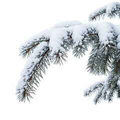 snow covered branches