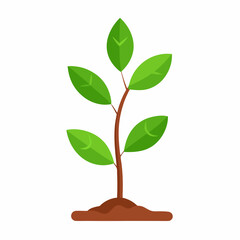 green plant isolated on white background