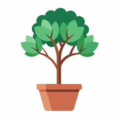 bonsai tree isolated on white