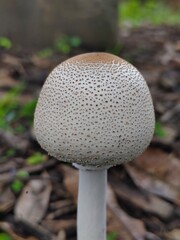 mushrooms in the forest