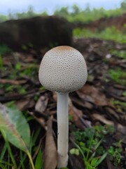 mushroom in the forest