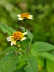 bee on a yellow flower