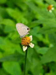 butterfly on a flower