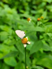 butterfly on a flower