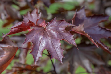 Maple leaves are reddish-brown in color.
