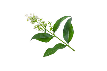 Branch of ligustrum plant with flowers on white background