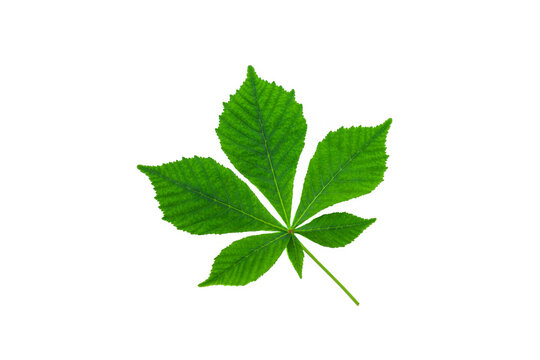 fresh leaf of horse chestnut plant on white background