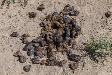 A pile of animal droppings on the ground