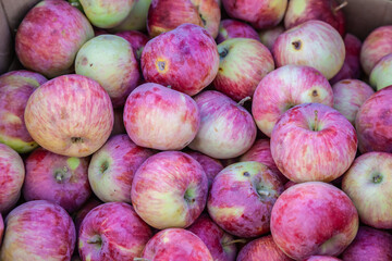 A bunch of apples are piled up in a box. The apples are red and green. The apples are fresh and ripe