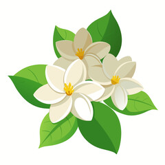 white frangipani flower