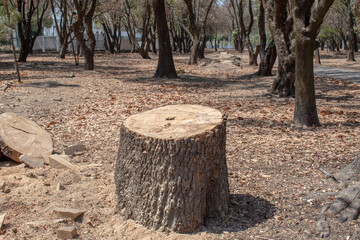 Exposed tree stump in deforested dry park area with scattered sawdust and debris