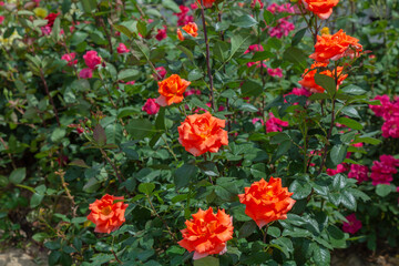 Obraz premium Delicate peach roses in a full bloom in the garden