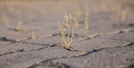 Cracked brick sidewalk with a small plant growing out of it