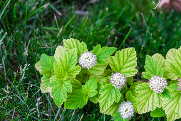 Blooming ninebark - Physocarpus opulifolius 'Luteus'