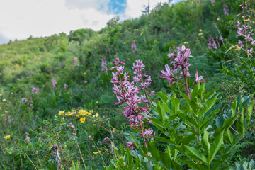 Obraz premium Thickets of the burning bush plant in the highlands of Kazakhstan
