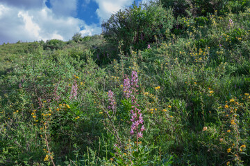 Obraz premium Thickets of the burning bush plant in the highlands of Kazakhstan