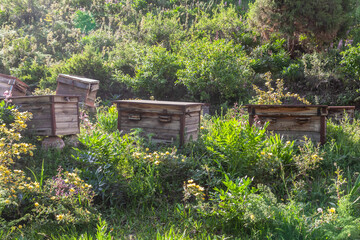 Row of old beehouses in home garden and wooden boxes for beekeeping Homemade honey production apiculture