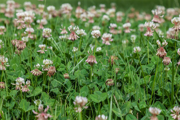Fototapeta premium blooming white clover in the field